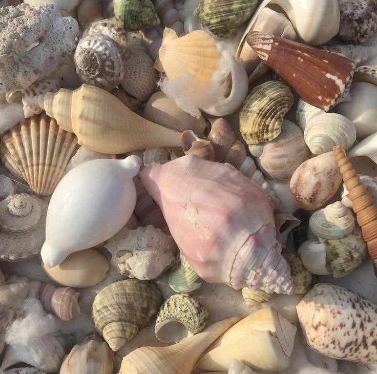 Create meme: seashells marine, seashell, The sea of shells