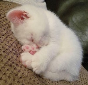 Create meme: Cat, white kitten, cute cats