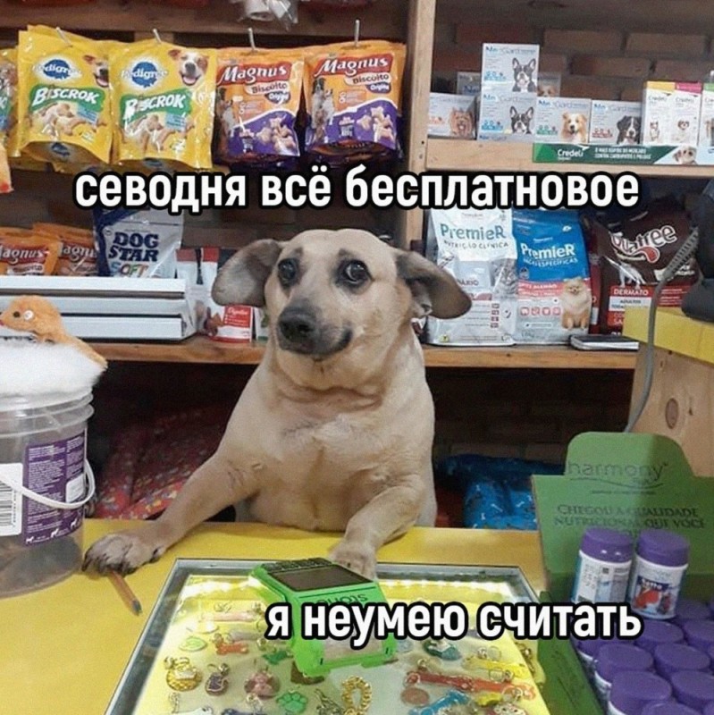 Create meme: the dog is smart, The dog seller, meme with dogs