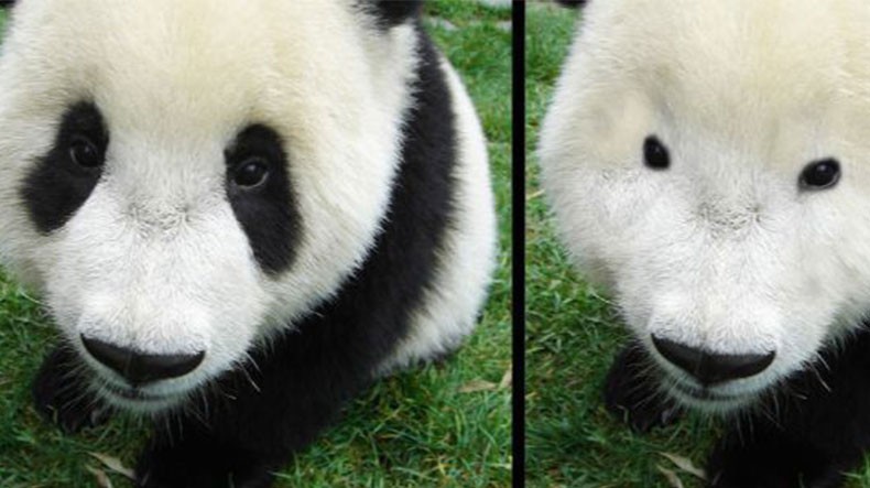 Create meme: the giant Panda , panda eyes, Panda without spots