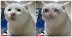 Create meme: crying cat meme, crying kitten meme, cat crying meme