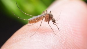 Create meme: the mosquito, tularemia mosquito, malarial mosquitoes