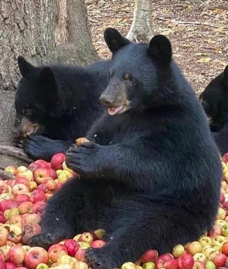 Create meme: black bear baribal, asian black bear, black bear