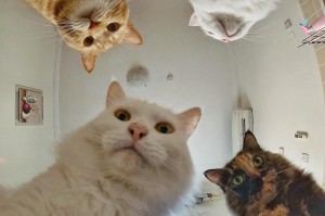 Create meme: cat funny, cat, memes with cats