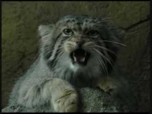 Create meme: cat manul, manul