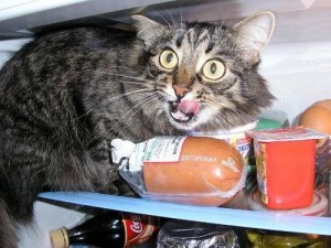 Создать мем: котэ, защитил докторскую кот, кот крадет колбасу