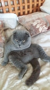 Create meme: cat Scottish, Scottish straight, Scottish fold