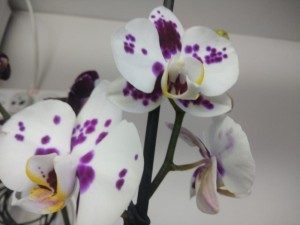 Create meme: Phalaenopsis, Phalaenopsis lena, Phalaenopsis almeria