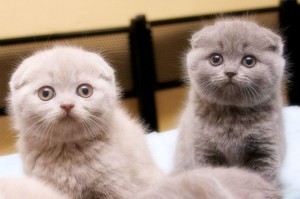 Create meme: avito kittens Scottish fold Blagoveshchensk, Amur oblast, pedigree Scottish Scottish fold, fold the Seagull