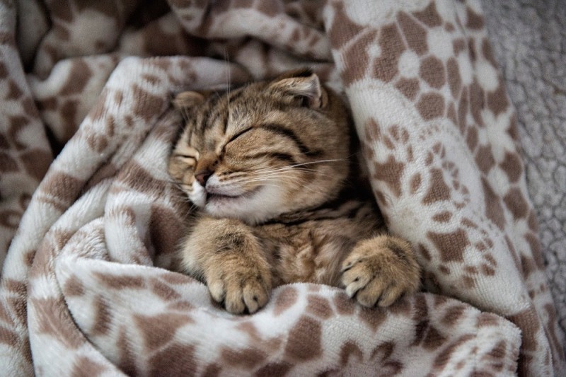 Создать мем: сладких снов красивые, сладких снов котик, милые животные