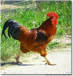 Create meme: Cockerel, rooster, roosters