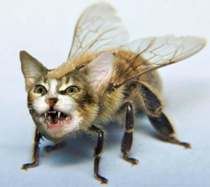 Создать мем: необычные животные, пчела против мухи, пчела