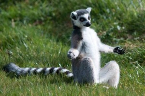 Create meme: do, funny lemur, lemur