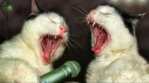 Создать мем: поющий кот, кошки смешные, котики смешные