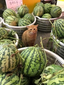 Create meme: cat and watermelon, watermelons on the market, the cat guards the watermelons