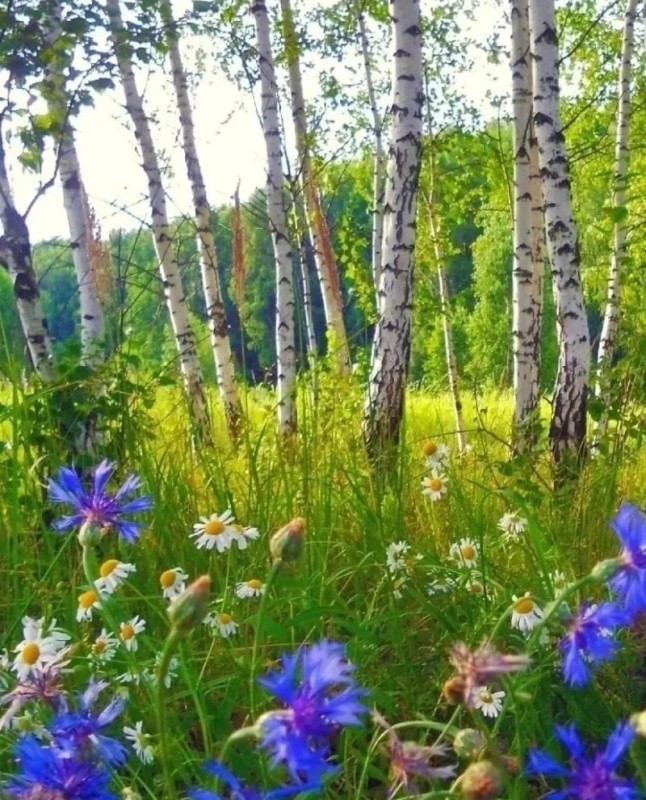 Create meme: flowers in the forest, meadow flowers, wild flowers 