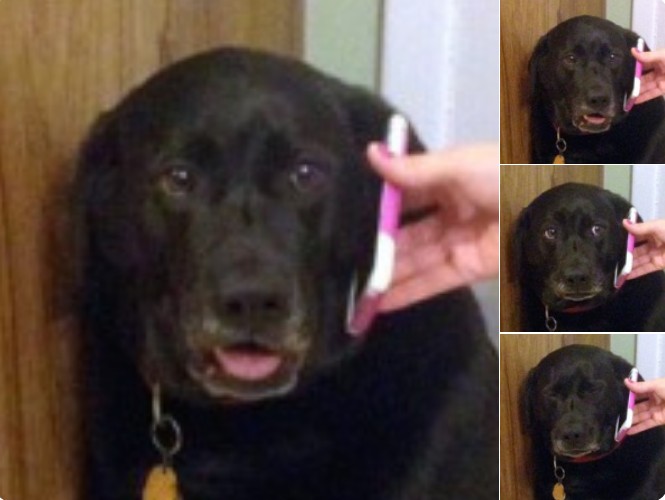 Create meme: memes of black with a dog, labrador retriever, dog phone meme