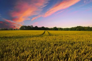 Create meme: nature field, field sky, wheat field