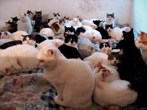 Создать мем: поросенок, cat black, white cat