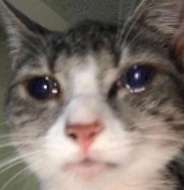 Create meme: sad cats meme, crying cat, cat 