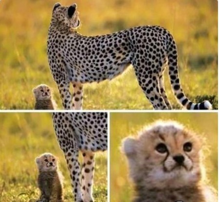 Create meme: Cheetah , European cheetah, female cheetah