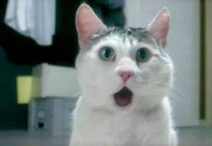 Create meme: the surprised cat, funny cats, meme surprised cat