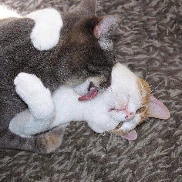 Create meme: the cat kisses the kitty, cat and cat love, hugging cats