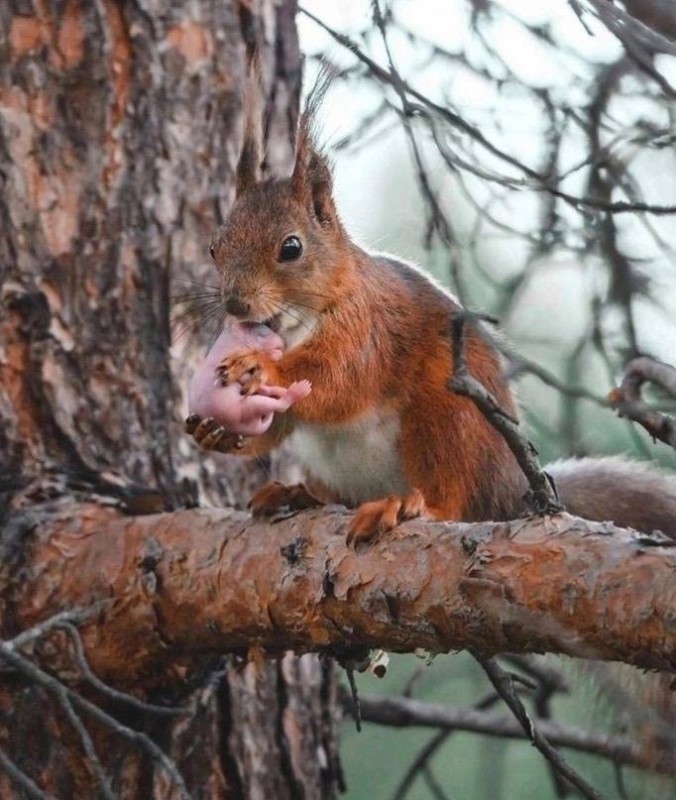 Create meme: protein , common protein nutrition, A squirrel is gnawing on a nut