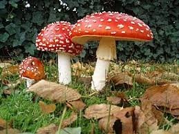 Create meme: poisonous mushrooms in russia, mushrooms , edible mushrooms