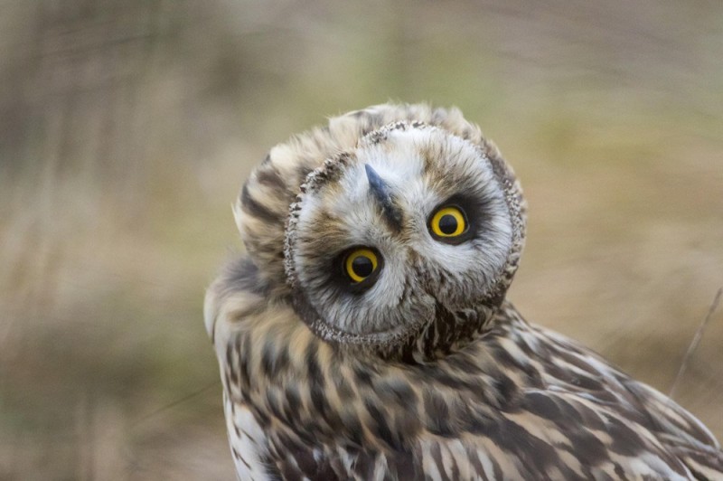 Create meme: long-eared owl, bird owl , swamp eared owl