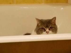 Create meme: meme cat, The cat in the bathroom