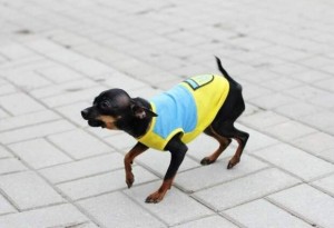 Create meme: dog, miniature Pinscher