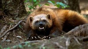 Create meme: east siberian wolverine, The wolverine beast, siberian wolverine