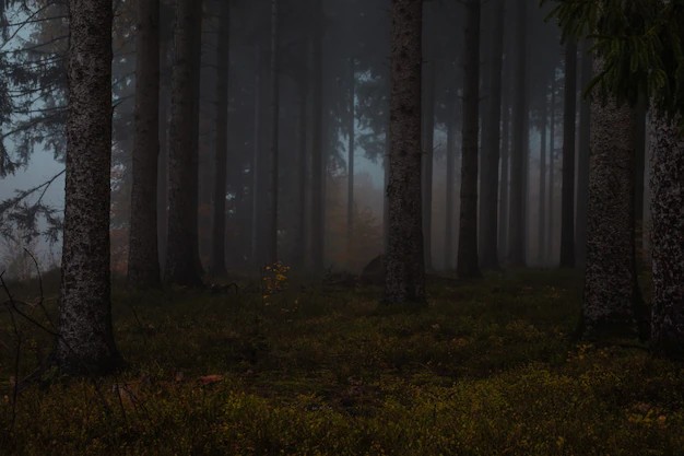 Create meme: spruce forest in the fog, Gloomy forests, Belovezhskaya Pushcha foggy forest