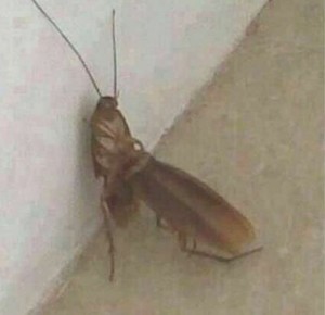 Create meme: cockroach