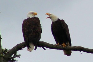 Create meme: eagle bird, bald eagle, bald eagle