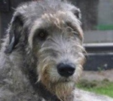 Create meme: Deerhound, wolfhound, puppy Irish wolfhound