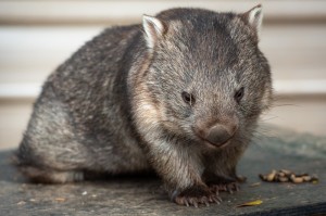 Create meme: wombats
