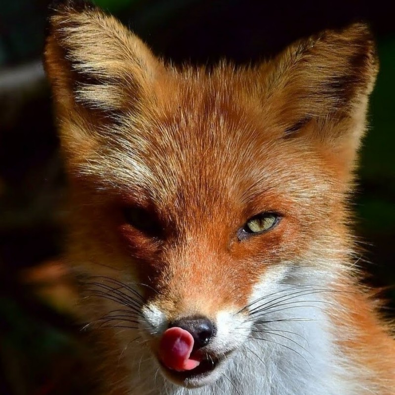 Create meme: Fox face , Fox, the fox is cunning