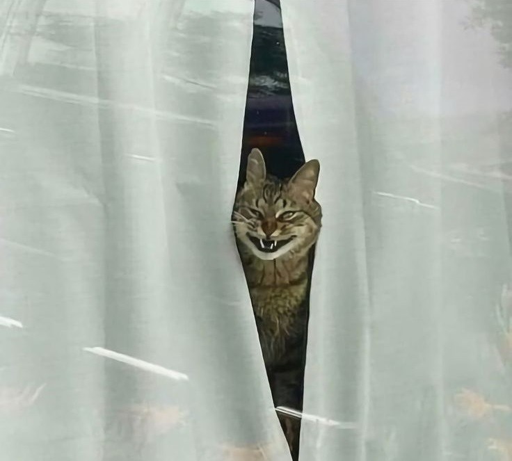 Create meme: The cat is watching, cat , shower curtain 