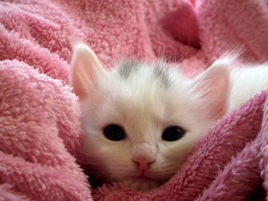 Create meme: cute kittens