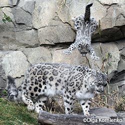 Create meme: animals snow leopard, snow leopard animal, snow leopard IRBIS