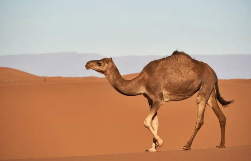 Create meme: camel in the desert , one-humped camel, camel 