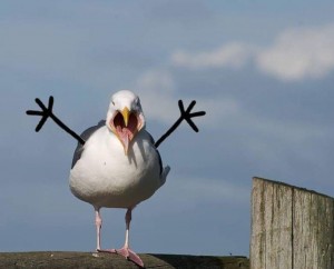 Create meme: funny birds, funny Seagull, Seagull