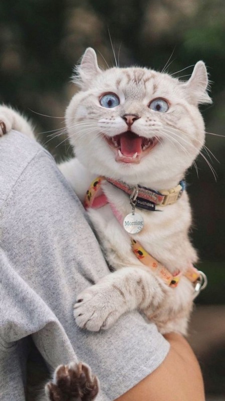 Create meme: cat cat, the cat with a smile, beautiful cat