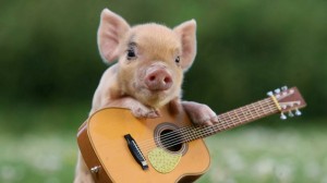 Create meme: cute pig pictures, fun pig with guitar, animal Wallpapers funny pigs