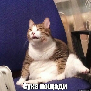 Создать мем: я в ожидании, мем кот, cat meme