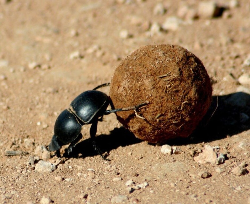 Create meme: dung beetles, The dung beetle and the scarab, the common dung beetle