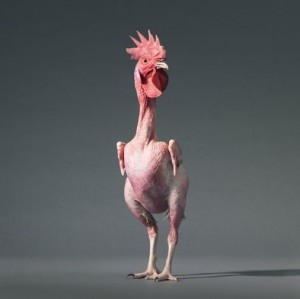 Create meme: plucked chicken, chicken, bald chicken