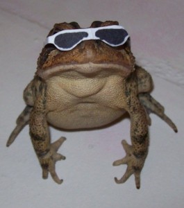 Create meme: funny animals, bufo marinus, toad